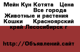 Мейн Кун Котята › Цена ­ 15 000 - Все города Животные и растения » Кошки   . Красноярский край,Лесосибирск г.